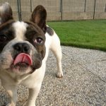 Чем можно кормить французского бульдога