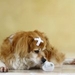 Чем обработать рану у собаки