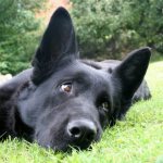Чёрная овчарка