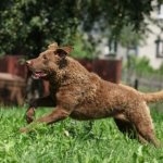 Чесапик бей ретривер