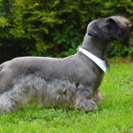 чешский терьер