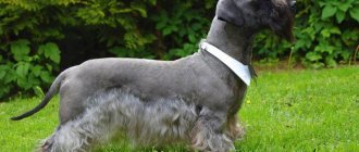 чешский терьер