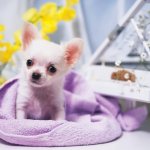Чи-хуа-хуа – маленькая собачка с большим сердцем!