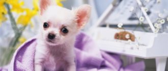 Чи-хуа-хуа – маленькая собачка с большим сердцем!