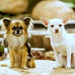 чихуахуа длиношерстные и гладкошерстные
