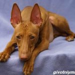 Чирнеко-дель-Этна-собака-Описание-особенности-уход-и-цена-Чирнеко-дель-Этны-1