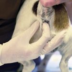 Чистить анальные пазухи можно самостоятельно