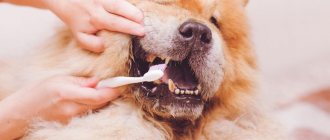 Чистка зубов собаке