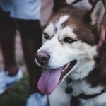 что делать, если у собаки стал синим язык