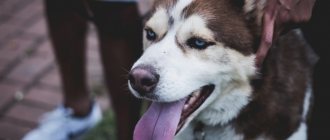 что делать, если у собаки стал синим язык