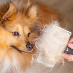 Что делать если у собаки выпадает шерсть