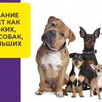 Что делать, если у вашего четвероногого друга обнаружен микоплазмоз