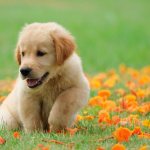 Что делать с щенком с улицы