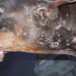 Что это такое