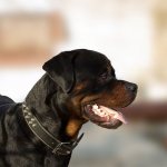 что нужно знать о собаках