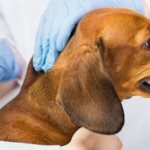 что нужно знать про вакцинацию собак