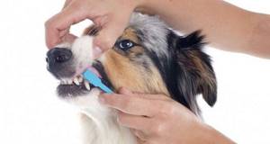 Что сделать, чтобы собака привыкла к чистке зубов