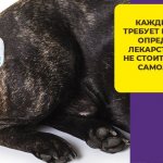 Что такое дерматофитоз и как его лечат у собак