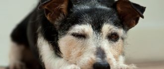 what is a stroke in dogs