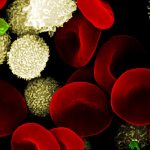 Что такое сепсис у собак