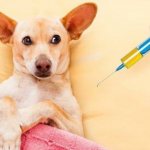 Что важно знать об уколах для собак