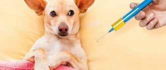 Что важно знать об уколах для собак