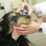 Ciprovet dosage for dogs and cats