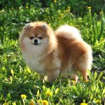 Цвергшпицы — самые маленькие из всех представителей породы шпицев