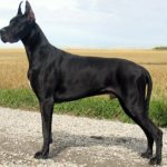 Датский дог: характер породы и описание.