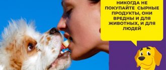 Давать ли собакам сыр: за и против