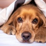 Даже если вы живете в квартире, не стоит отказываться от мечты завести собаку