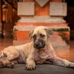 Даже после лечения вирус герпеса остается в организме собаки