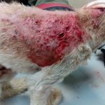 Демодекоз у собак: признаки и лечение