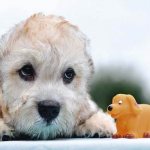 Денди-динмонт-терьер-собака-Описание-особенности-виды-уход-и-цена-породы-11