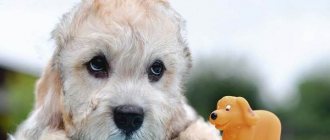 Денди-динмонт-терьер-собака-Описание-особенности-виды-уход-и-цена-породы-11