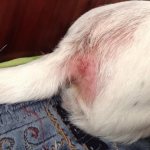 дерматит на хвосте у собаки