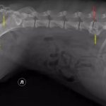 Дискоспондилит у собаки