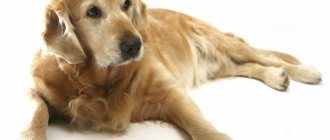 Дисплазия у собак признаки
