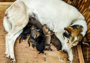 Для новорожденных щенят герпес смертельно опасен