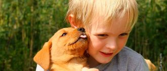 До 5 лет ребенок может не воспринимать собаку как живое существо