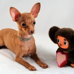 До какого возраста растут тойтерьеры?