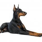 Доберман