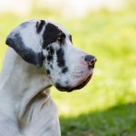 great dane photo