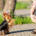 дрессировка йоркширского терьера