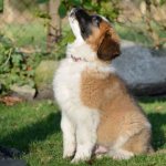 дрессировка в домашних условиях