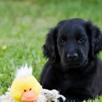 Дрессировку щенка начинают проводить с игрушкой