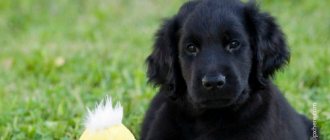Дрессировку щенка начинают проводить с игрушкой