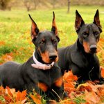 Two dogs on the grass