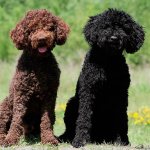 две собаки породы барбет