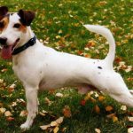 Джек-рассел-терьер на прогулке